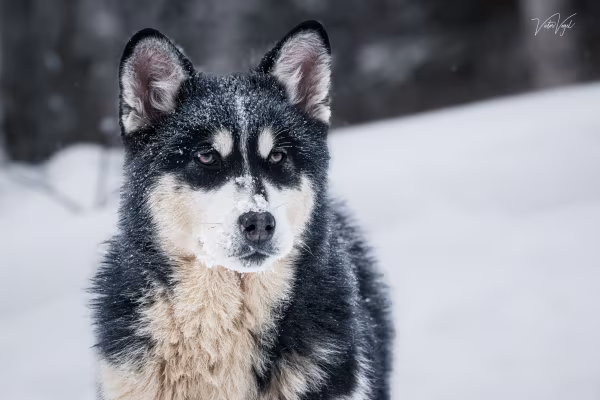 Bella